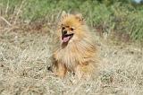 SPITZ ALLEMAND 439